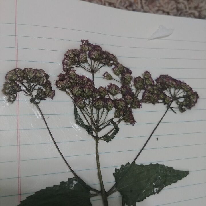 q need help identifying