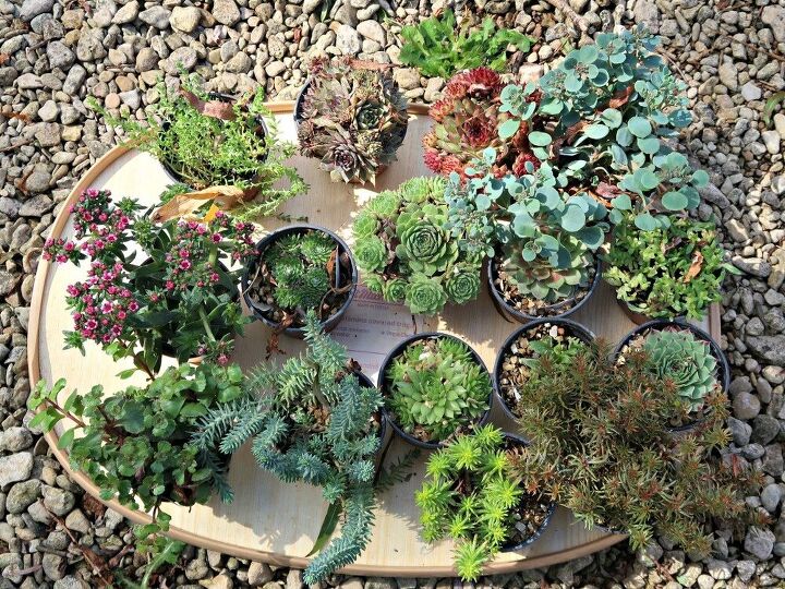 how to turn strawberry planters into succulent pots