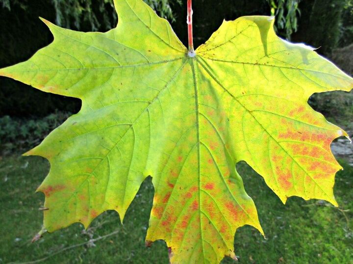 how to make easy wax covered leaves
