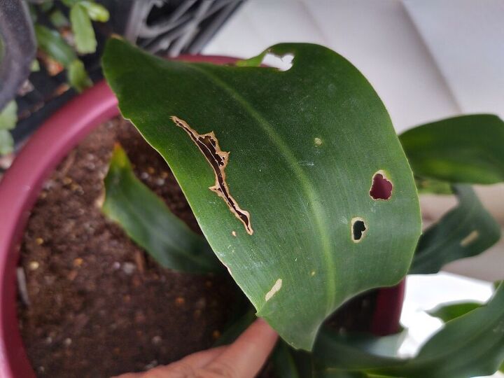 q insects
