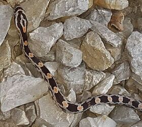 q identify this snake