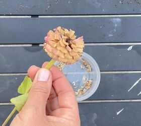 how to save zinnia seeds