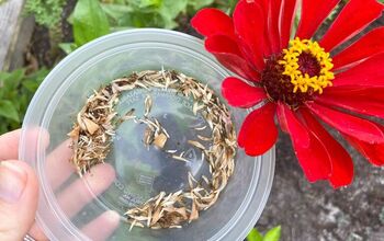 How to Save Zinnia Seeds