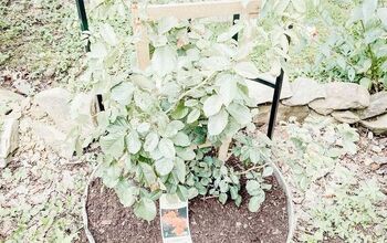 DIY: Trailing Rose Garden Planter