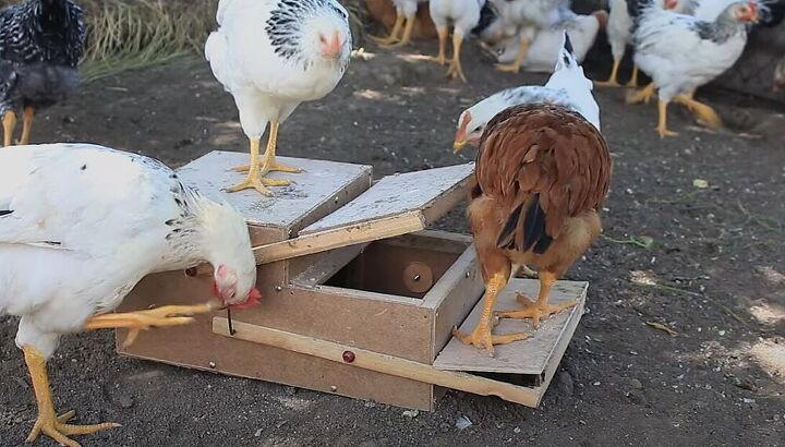 como construir um alimentador automtico de frango