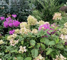 How to Propagate Hydrangeas in 7 Easy Steps