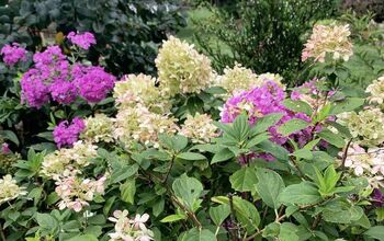 How to Propagate Hydrangeas in 7 Easy Steps