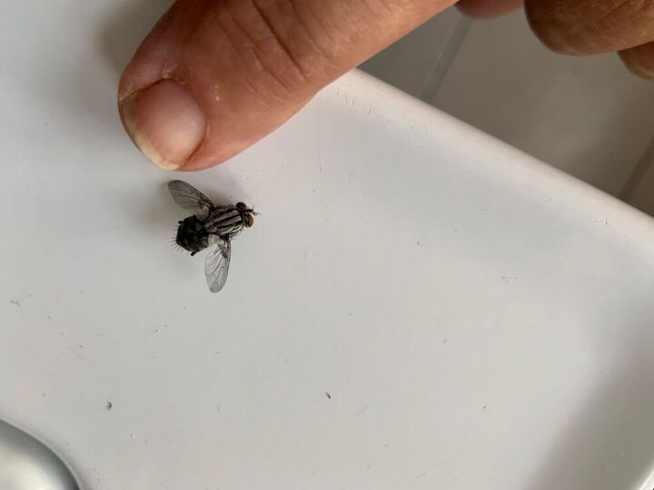 q how to get rid of houseflies