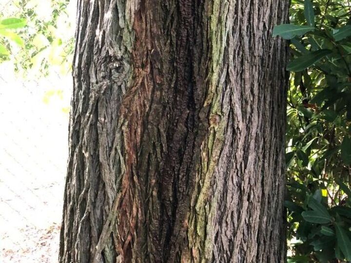 q should tree come down