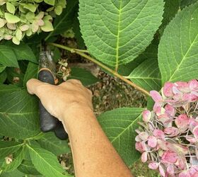 how to dry a hydrangea the easy way