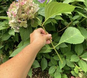 how to dry a hydrangea the easy way