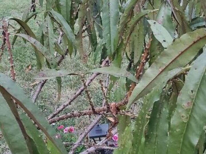 q does anyone know what s happening to my bonfire patio peach tree