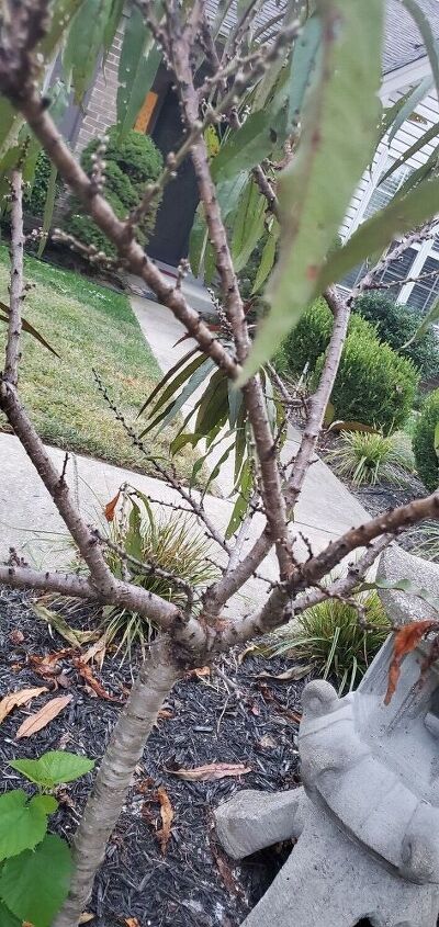 q does anyone know what s happening to my bonfire patio peach tree