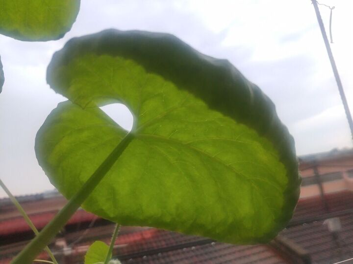 q why melon leaf looks like jelly fish in shape