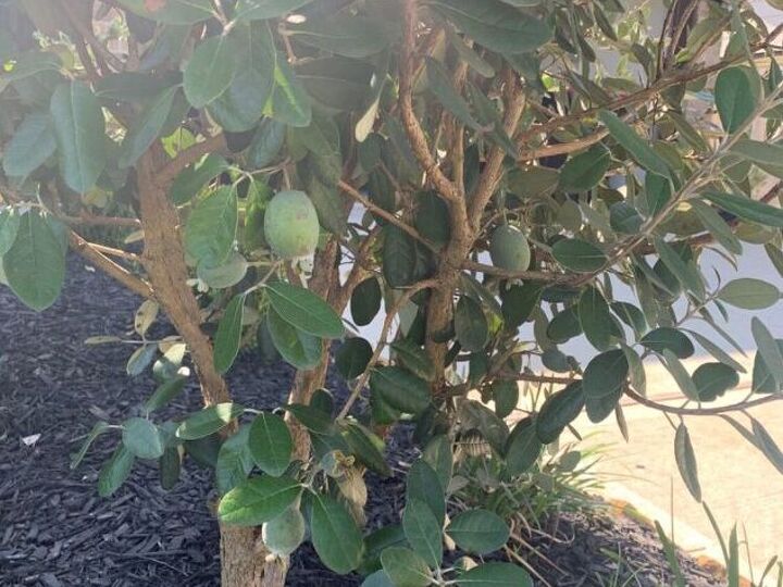 q unknown name of bush or tree