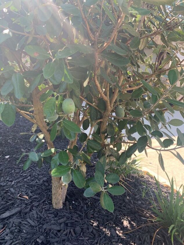 q unknown name of bush or tree