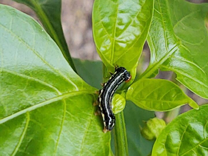 q insects