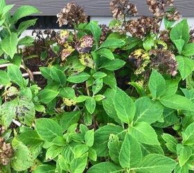 q how to prune these hydrangeas and general care