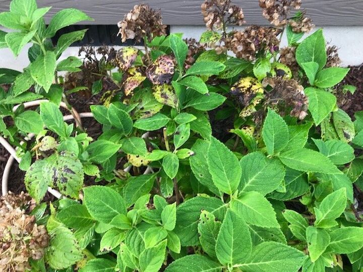 q how to prune these hydrangeas and general care