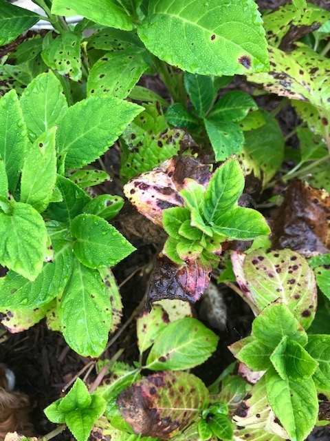 q how to prune these hydrangeas and general care