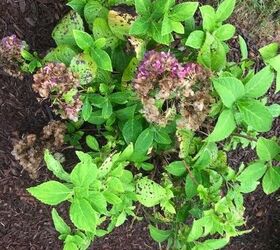 q how to prune these hydrangeas and general care