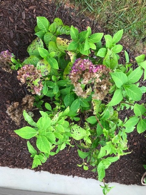 q how to prune these hydrangeas and general care