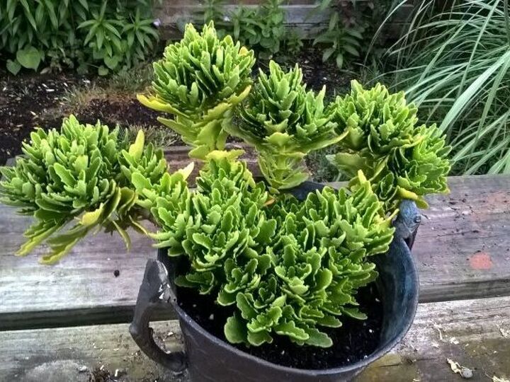 q what is this plant
