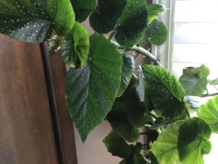 q would someone please tell me what this plant is