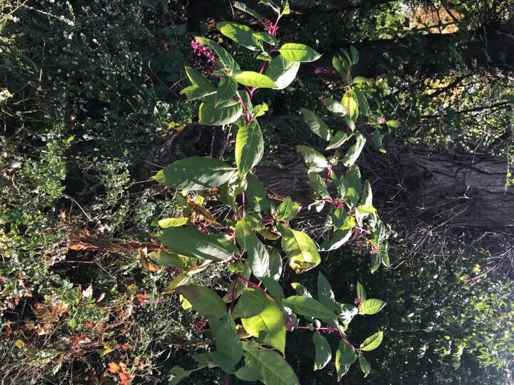 q plant name