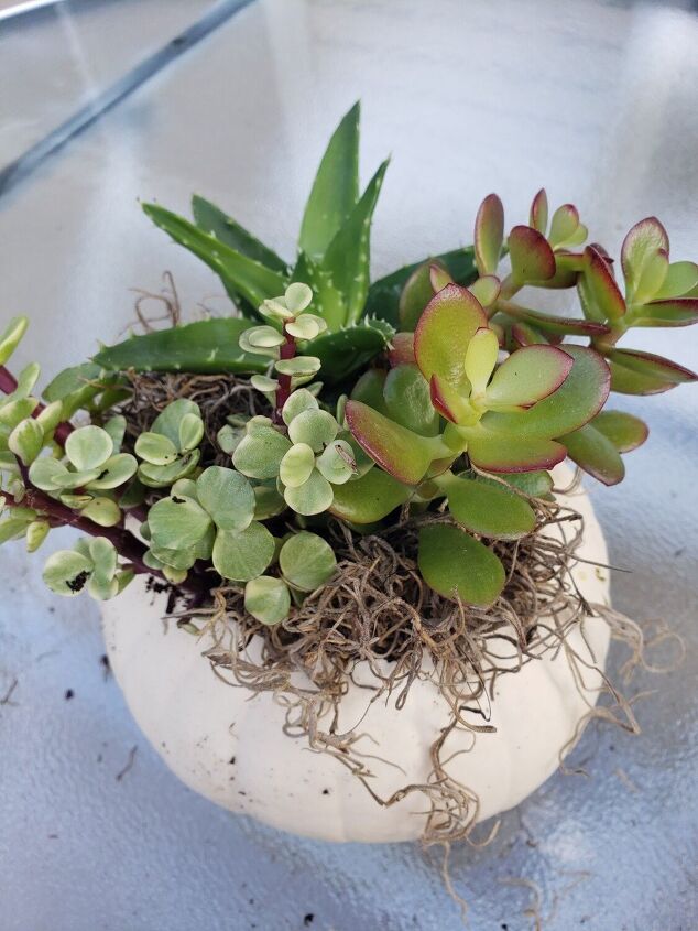 how i made fall pots for my succulents out of pumpkins