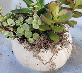 how i made fall pots for my succulents out of pumpkins