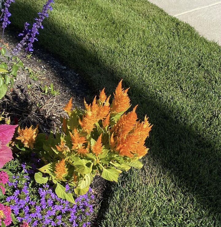 q can someone tell me what these plants are please