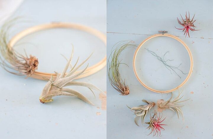 diy air plant wreath