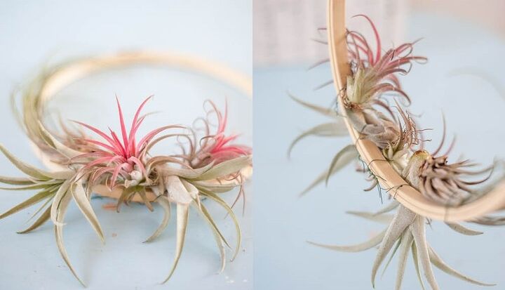 diy air plant wreath