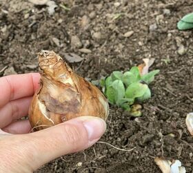 how to plant bulbs in fall, Top of a daffodil bulb