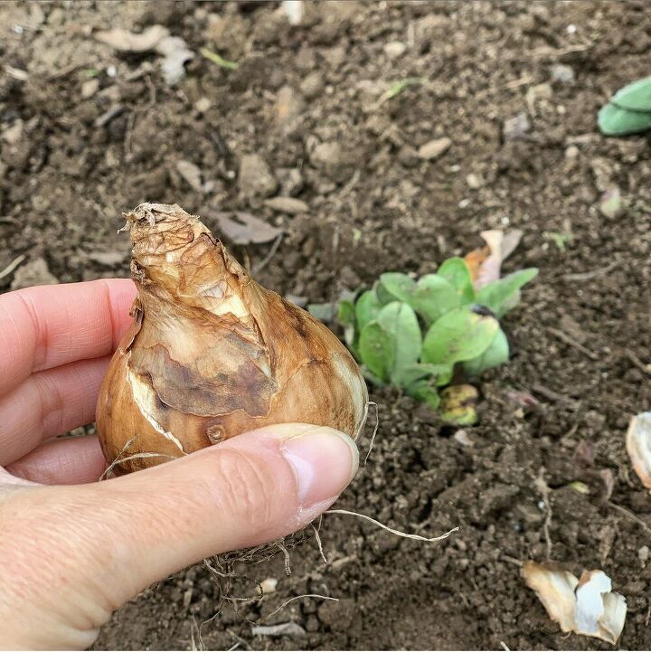 cmo plantar bulbos en otoo, Parte superior de un bulbo de narciso