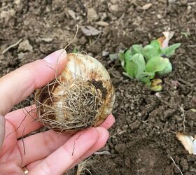 how to plant bulbs in fall, Roots of a daffodil bulb