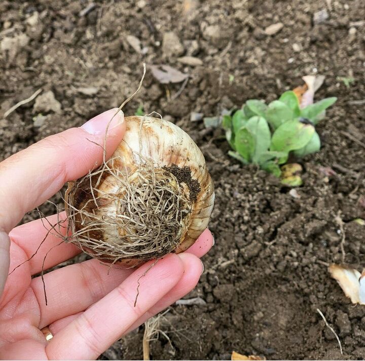 how to plant bulbs in fall, Roots of a daffodil bulb