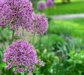 how to plant bulbs in fall, Alliums