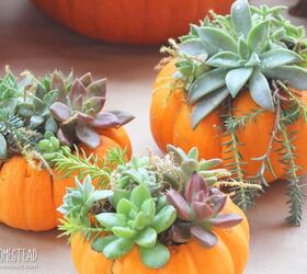 s 16 sweet mini planters that will liven up your bookshelves, Celebrate fall with pumpkin succulent planters