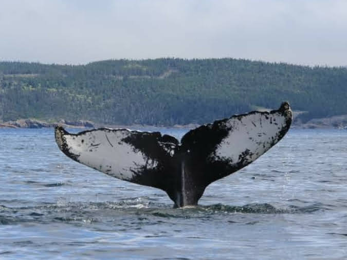 novo design de madeira flutuante cauda de baleia jubarte