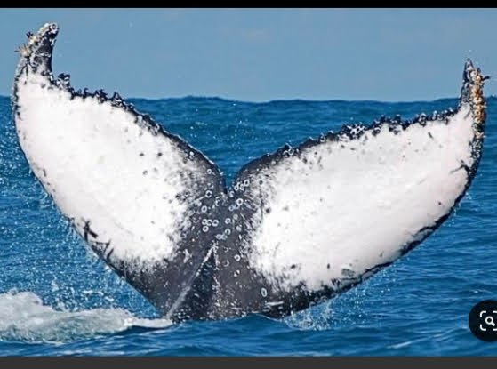 novo design de madeira flutuante cauda de baleia jubarte