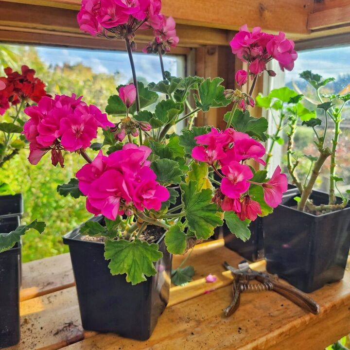 How to Start Geranium Cuttings | Hometalk
