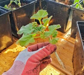 how to start geranium cuttings