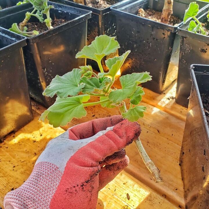 How to Start Geranium Cuttings | Hometalk