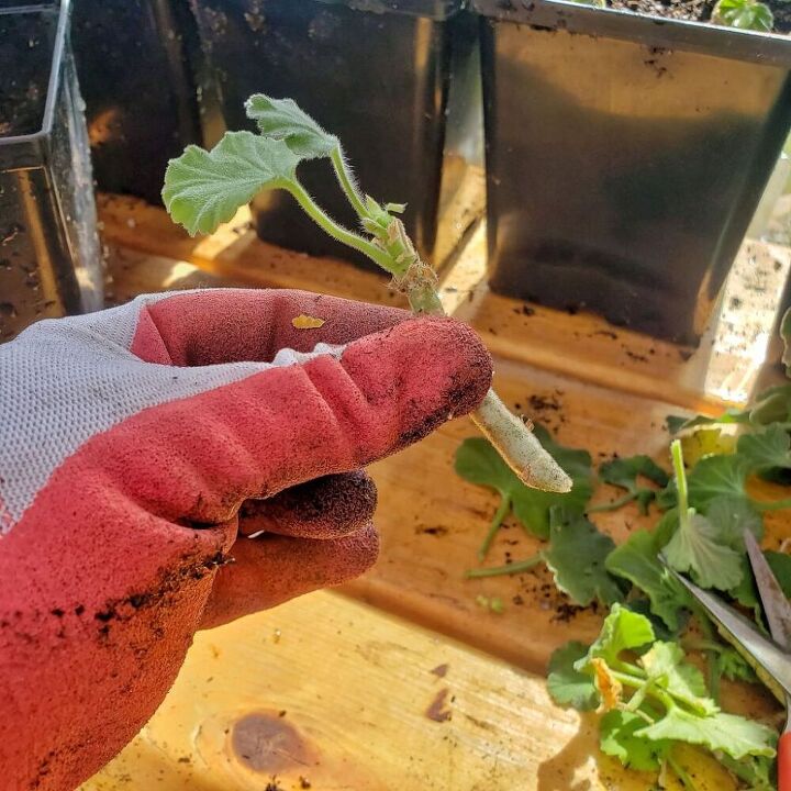how to start geranium cuttings