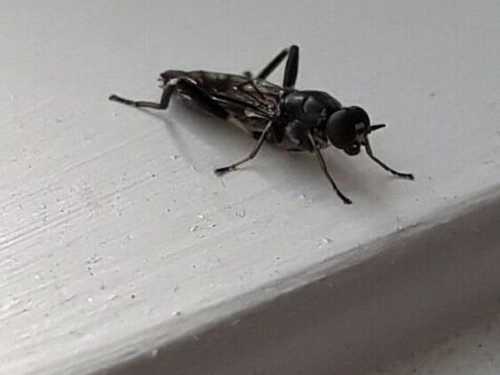 q get rid of these flies