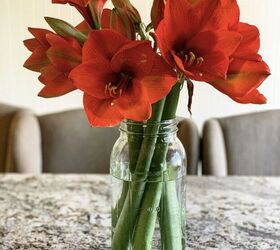 the complete guide to amaryllis care