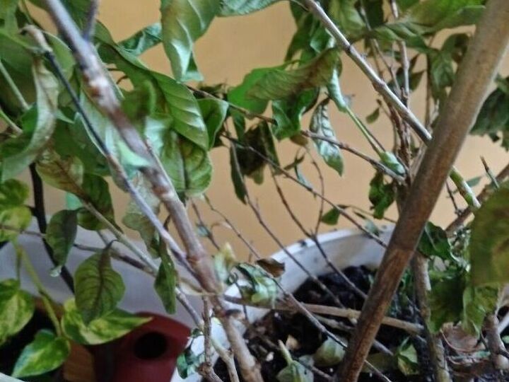 q help my gardenia is dying