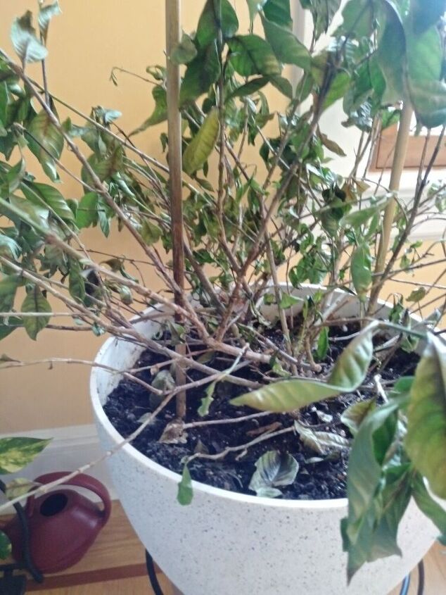 q help my gardenia is dying